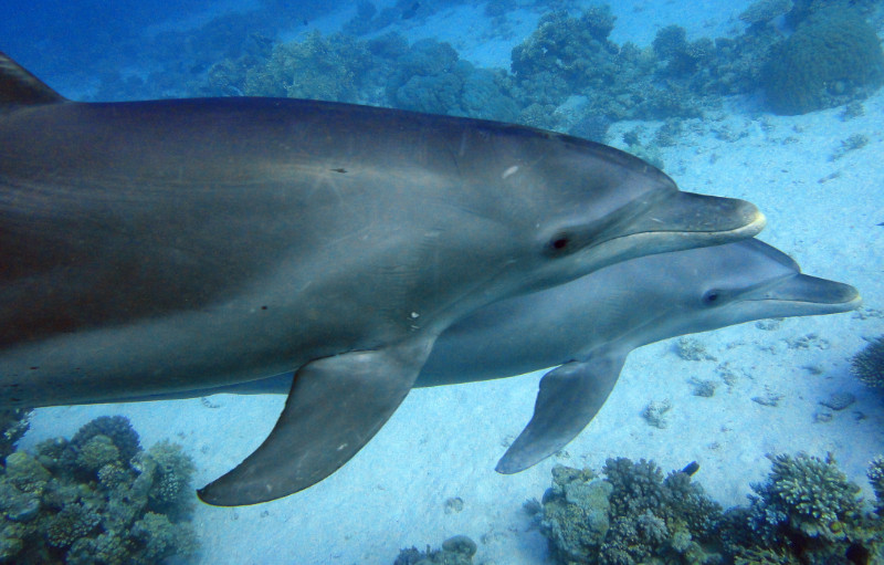 delfines en el Mar Rojo